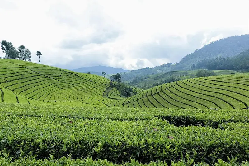 the history of indonesian tea and coffee